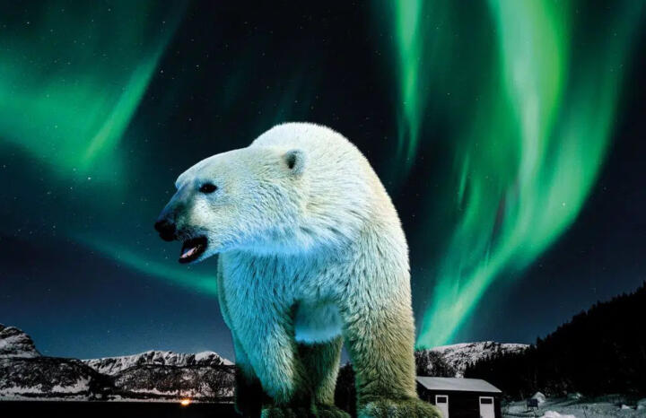 Holo polar bear in the French L'Ecocirque Bouglione …