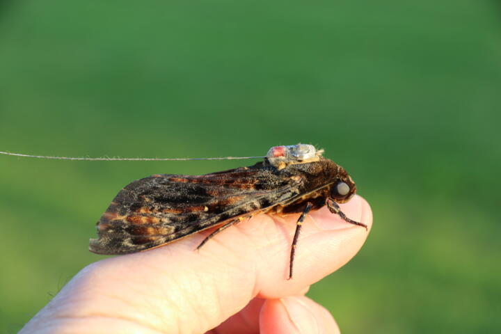 Ein Totenkopfschwärmer auf Sendung: Von Konstanz am Bodensee aus fliegt dieser N ...