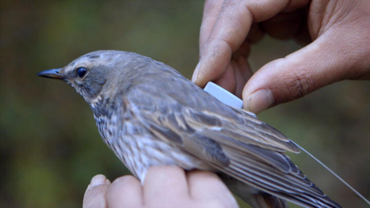 Ein Vogel bekommt einen der neuen, nur fünf Gramm schweren Satelliten-Sender.